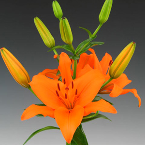 (image for) Orange Asiatic Lilies — 10 Stems