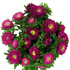 Matsumoto Aster - Hot Pink