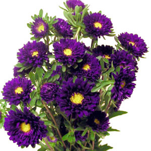 (image for) Matsumoto Aster - Purple