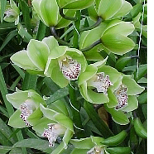 Cymbidium - Pale Green 9-12 Bloom