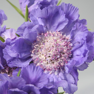 (image for) Scabiosa - Blue
