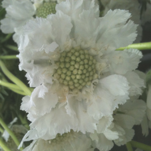 (image for) Scabiosa - White