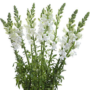(image for) White Snapdragons — 10 Stems