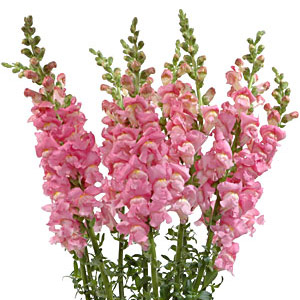 (image for) Pink Snapdragons — 10 Stems