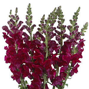 (image for) Burgundy Snapdragons — 10 Stems
