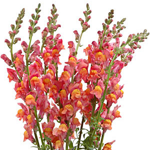 (image for) Orange Snapdragons — 10 Stems