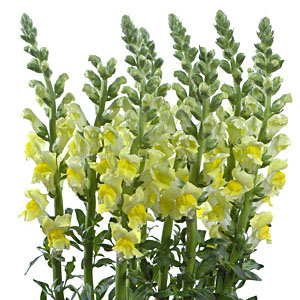 (image for) Yellow Snapdragons — 10 Stems
