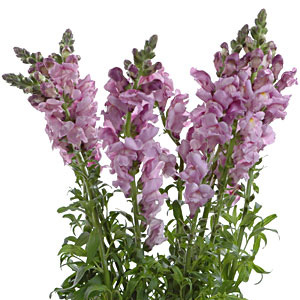 (image for) Snapdragons - Lavender · 10 Stems