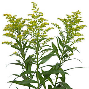 (image for) Solidaster / Solidago