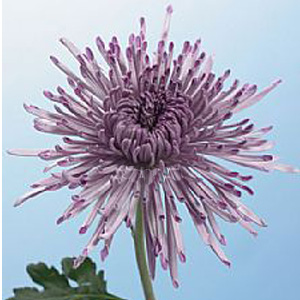 (image for) Spider Mum - Lavender