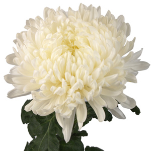 (image for) Standard Mum - White 10 Stems