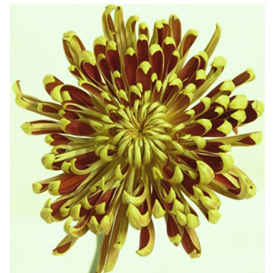 (image for) Standard Mum - Bronze