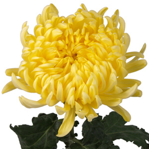 (image for) Standard Mum - Yellow