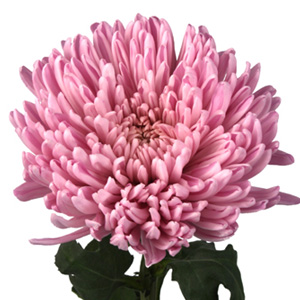 (image for) Standard Mum - Lavender