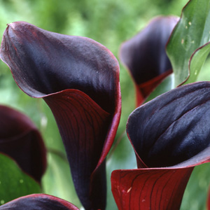(image for) 10 Stems Dark Burgundy Mini Callas