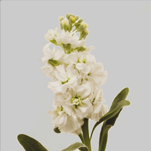 (image for) White Stock — 10 Stems