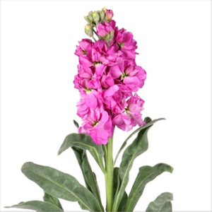 (image for) Pink Stock — 10 Stems