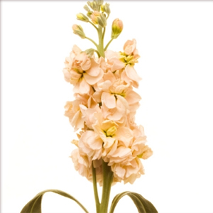 (image for) Stock - Peach