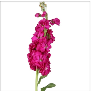 (image for) Stock - Fuchsia