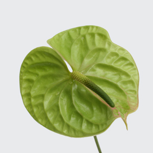(image for) Anthurium - 5 Stems Green Medium