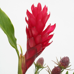 (image for) 5 Stems Red Ginger
