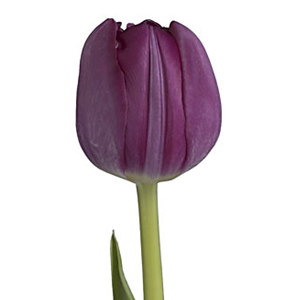 (image for) Purple Tulips — 10 Stems