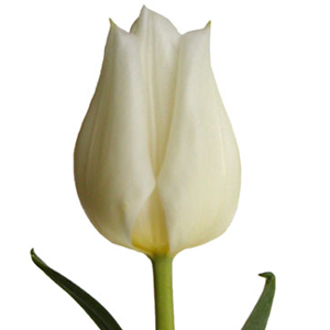 (image for) Tulips - White