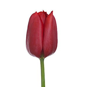 (image for) Tulips - Red