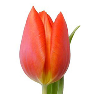 (image for) Orange Tulips — 10 Stems