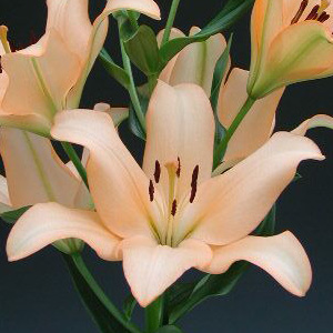 LA Hybrid Lily - Pale Peach - Click Image to Close