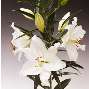 (image for) Oriental Lily - Crystal Blanca