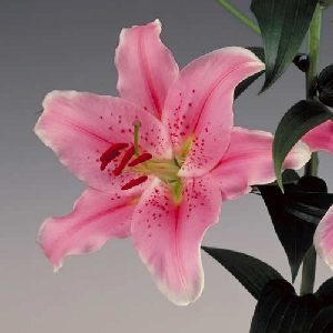 Oriental Lily - Sorbonne - Click Image to Close