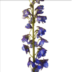 (image for) Hybrid Delphinium - Blue