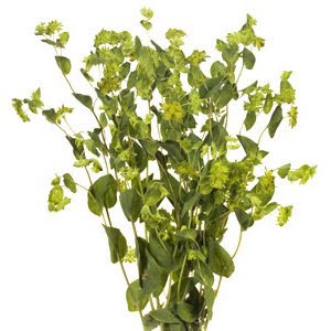 (image for) Bupleurum