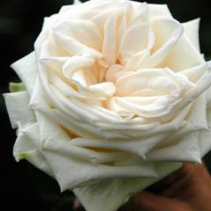 (image for) Garden Rose - White O'Hara