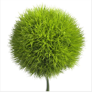 Trix - Green Ball Dianthus