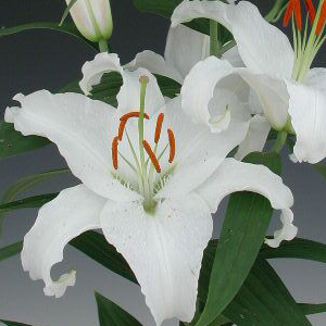 Oriental Lily - Helvetia - Click Image to Close