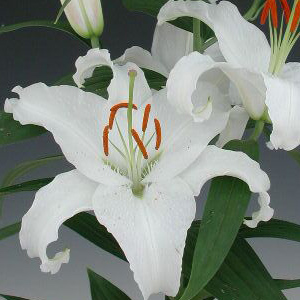 Modal Additional Images for Oriental Lily - Helvetia