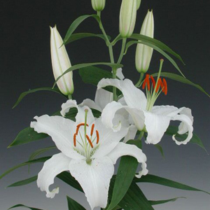 Oriental Lily - Helvetia