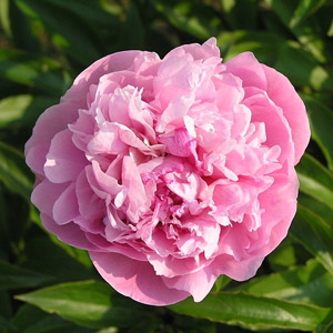 (image for) Peony - 10 Light Pink