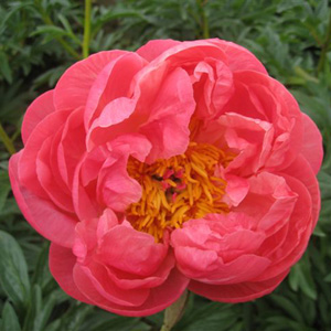 Peony - 10 Coral Charm