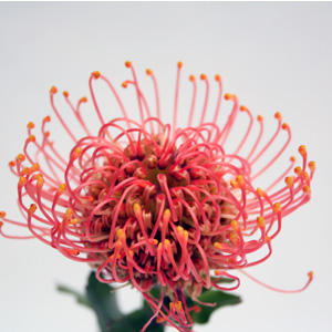(image for) Peony - 10 Red Charm