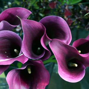 (image for) 10 Stems Purple Mini Callas
