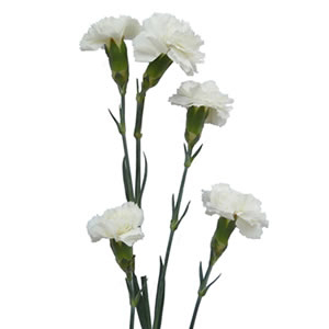 (image for) Mini Carnations - White