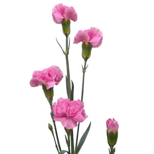 (image for) Mini Carnations - Pink