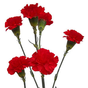 (image for) Mini Carnations - Red