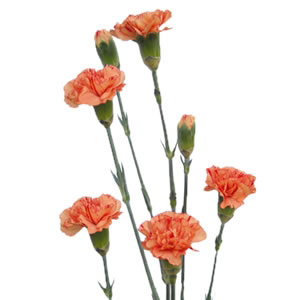 (image for) Mini Carnations - Orange