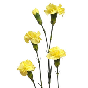 (image for) Yellow Mini Carnations — 10 Stems