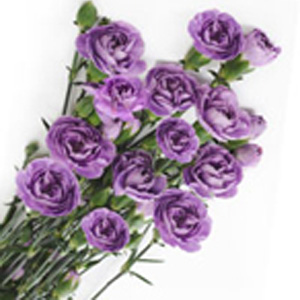 (image for) Mini Carnations - Lavender