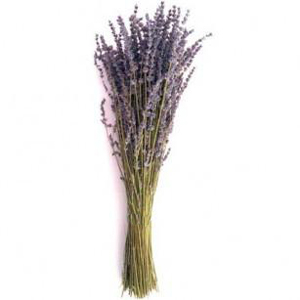 (image for) English Lavender — Growers Bunch